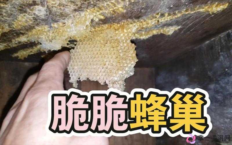 家园卫士蜂巢深度攻略，全面揭秘蜂巢特色与高效制胜玩法技巧